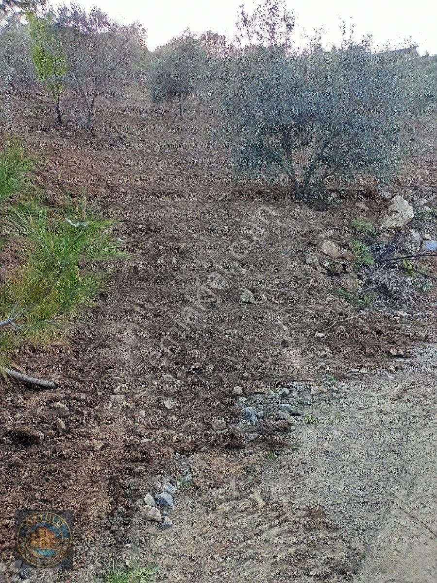 İçinde 140 Adet Zeytin Ağacı Bulunan Tarla Satılık — fotoğraf 6