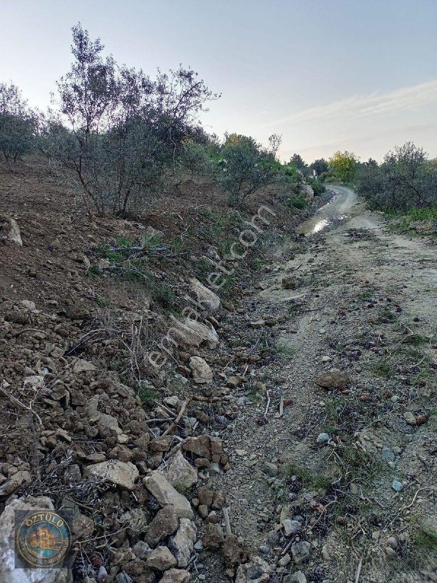 İçinde 140 Adet Zeytin Ağacı Bulunan Tarla Satılık — fotoğraf 8