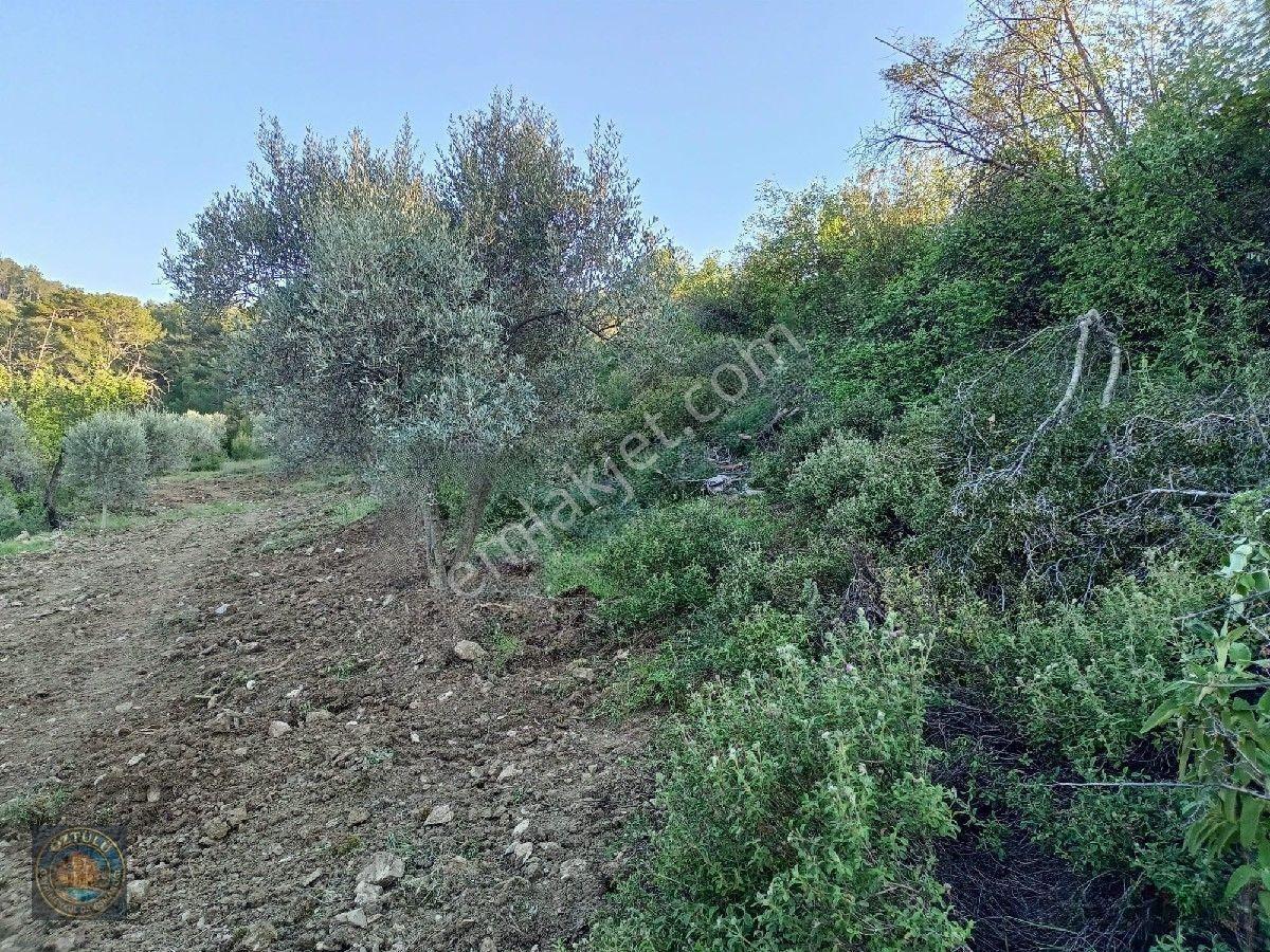 İçinde 140 Adet Zeytin Ağacı Bulunan Tarla Satılık — fotoğraf 9