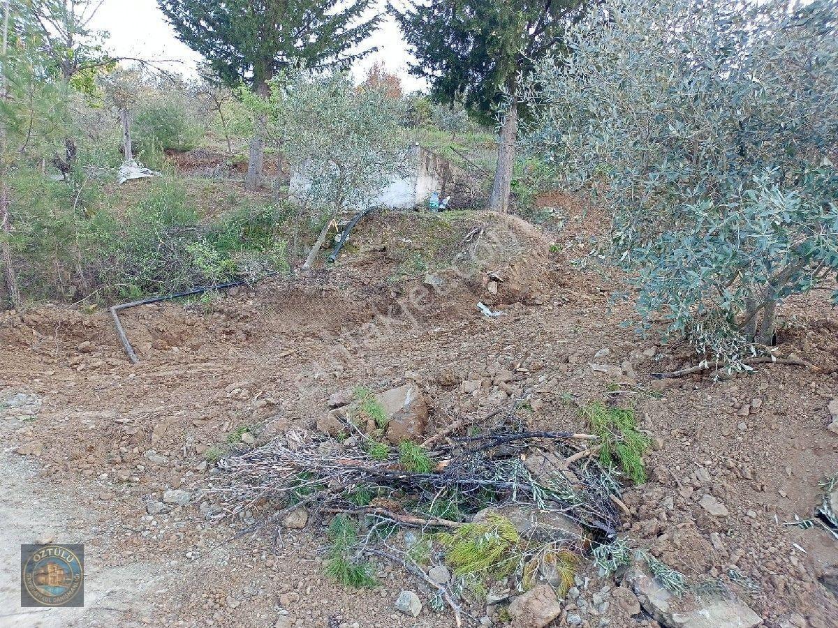 İçinde 140 Adet Zeytin Ağacı Bulunan Tarla Satılık — fotoğraf 10