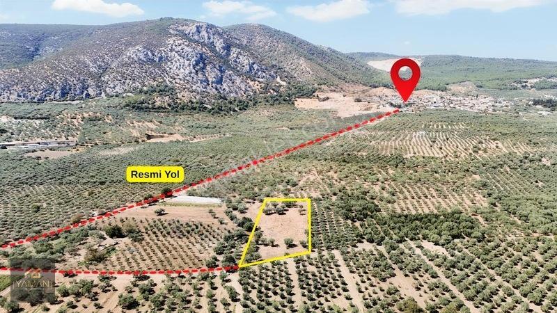 Akhisar Sakarkaya Mahallesi'Nde 3.610M² Zeytinlik