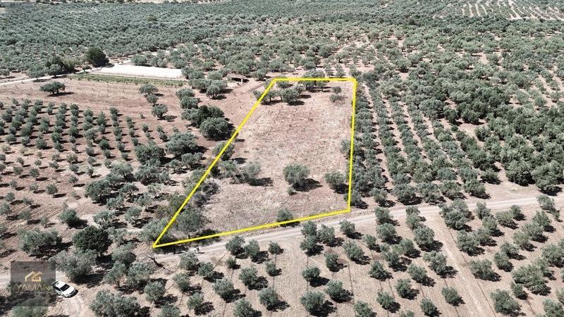 Akhisar Sakarkaya Mahallesi'nde 3.610m² Zeytinlik — fotoğraf 2