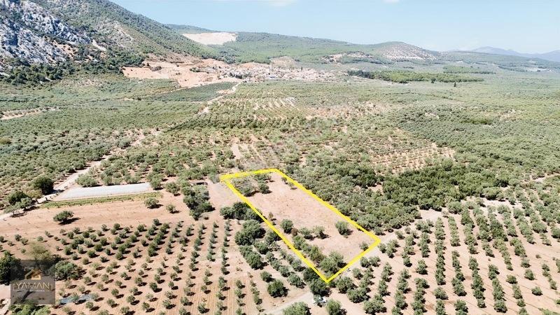 Akhisar Sakarkaya Mahallesi'nde 3.610m² Zeytinlik — fotoğraf 3