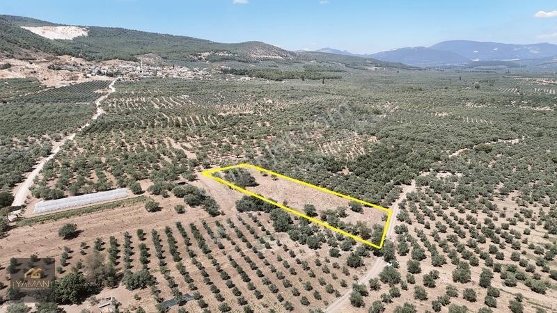 Akhisar Sakarkaya Mahallesi'nde 3.610m² Zeytinlik — fotoğraf 4