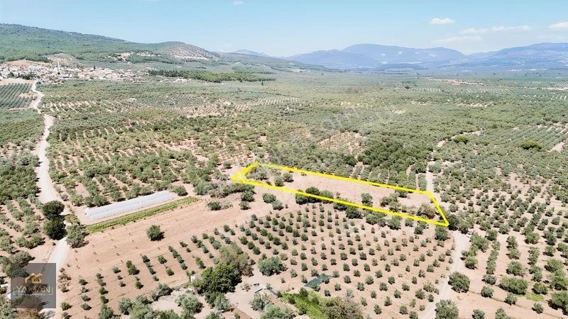 Akhisar Sakarkaya Mahallesi'nde 3.610m² Zeytinlik — fotoğraf 5