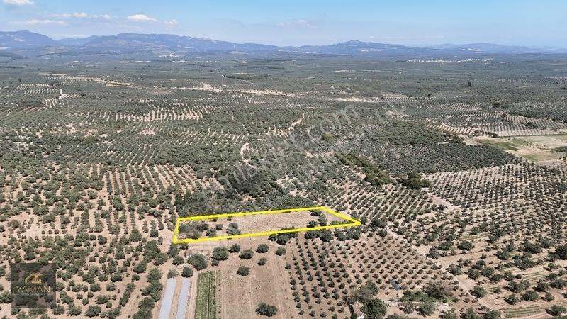 Akhisar Sakarkaya Mahallesi'nde 3.610m² Zeytinlik — fotoğraf 7