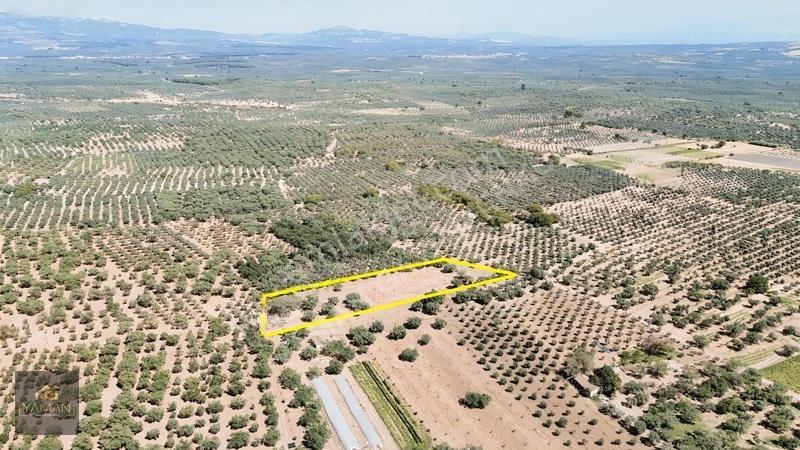 Akhisar Sakarkaya Mahallesi'nde 3.610m² Zeytinlik — fotoğraf 8