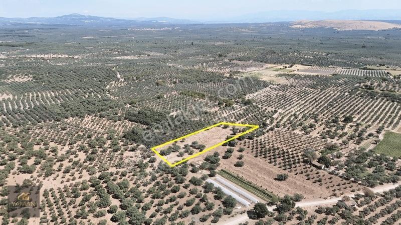 Akhisar Sakarkaya Mahallesi'nde 3.610m² Zeytinlik — fotoğraf 9