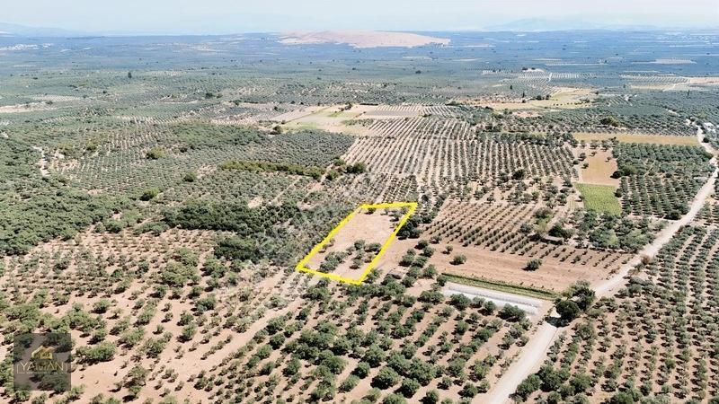 Akhisar Sakarkaya Mahallesi'nde 3.610m² Zeytinlik — fotoğraf 10