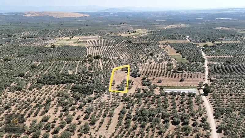 Akhisar Sakarkaya Mahallesi'nde 3.610m² Zeytinlik — fotoğraf 11