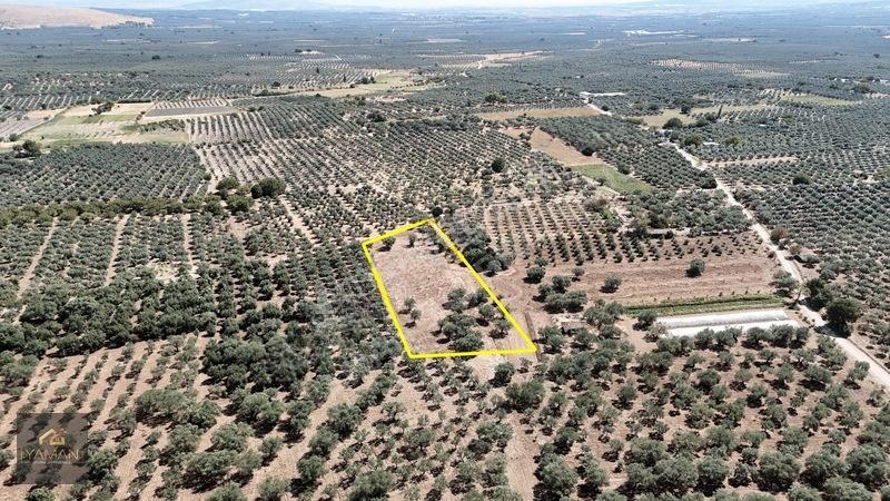 Akhisar Sakarkaya Mahallesi'nde 3.610m² Zeytinlik — fotoğraf 12