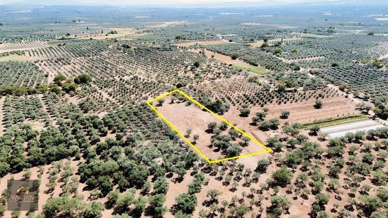 Akhisar Sakarkaya Mahallesi'nde 3.610m² Zeytinlik — fotoğraf 13