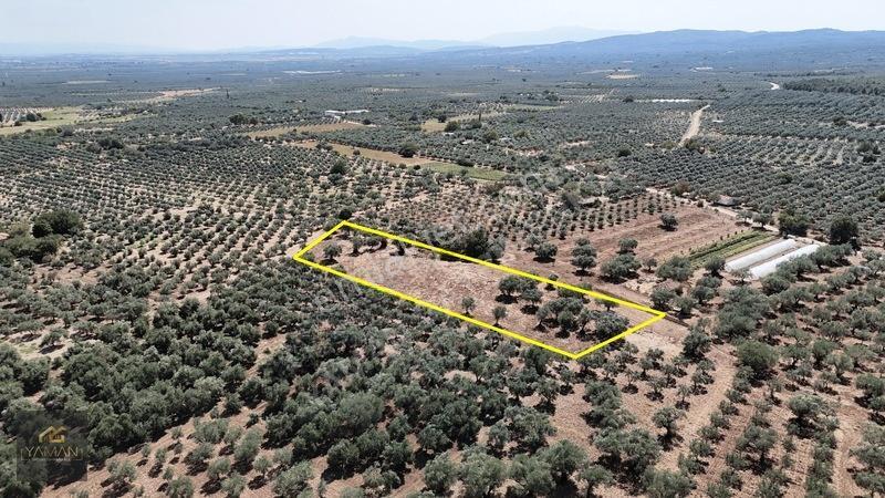 Akhisar Sakarkaya Mahallesi'nde 3.610m² Zeytinlik — fotoğraf 14