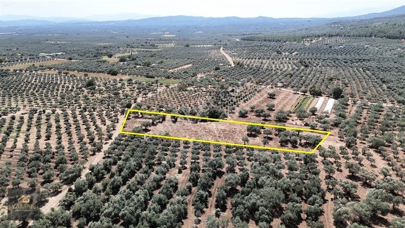 Akhisar Sakarkaya Mahallesi'nde 3.610m² Zeytinlik — fotoğraf 15