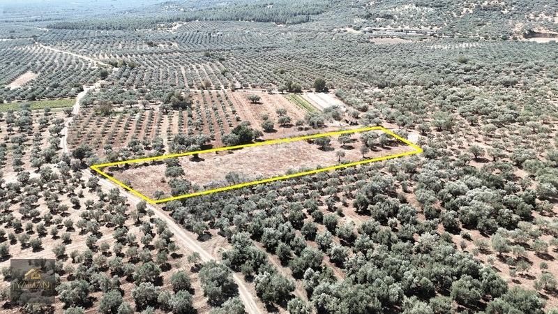 Akhisar Sakarkaya Mahallesi'nde 3.610m² Zeytinlik — fotoğraf 16