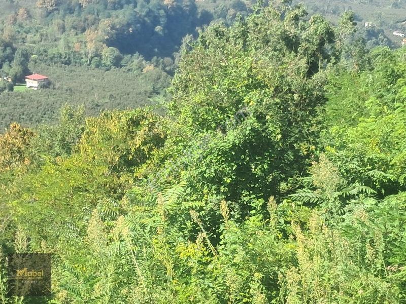 Mabelden Acil Satılık Doğa Manzaralı Tarla — fotoğraf 8