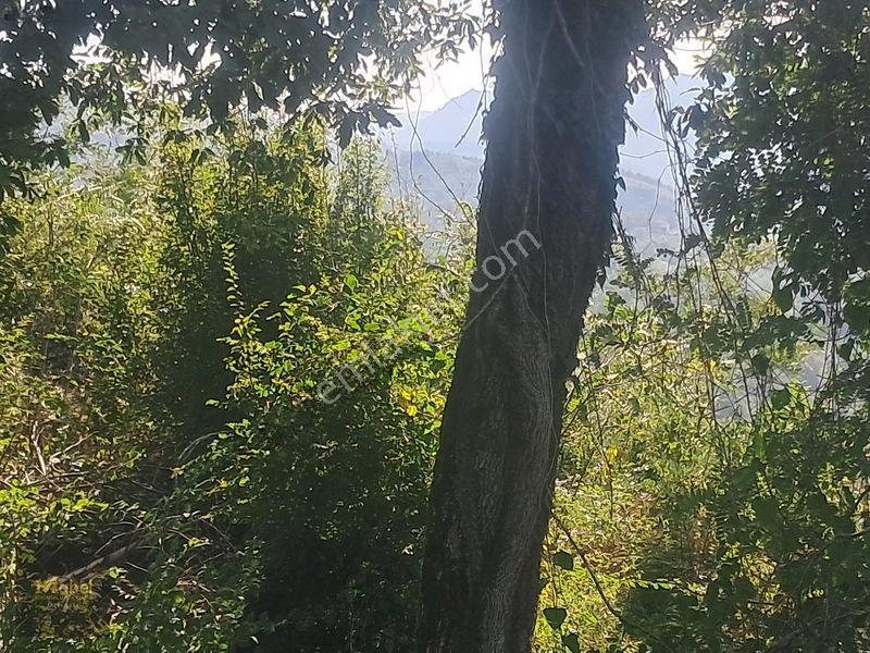 Mabelden Acil Satılık Doğa Manzaralı Tarla — fotoğraf 10