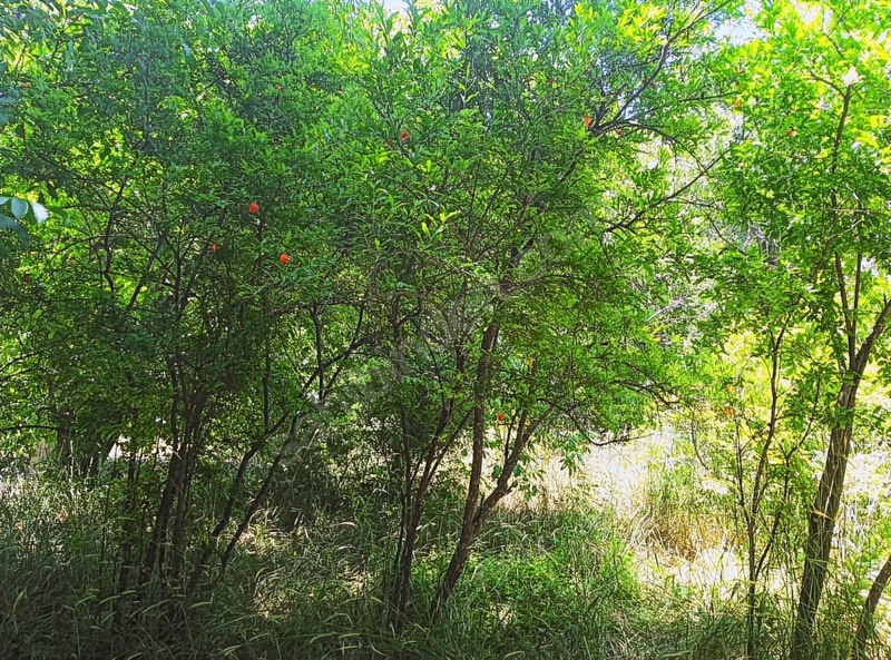 Ağın Merkezde Müstakil Bahçe — fotoğraf 8