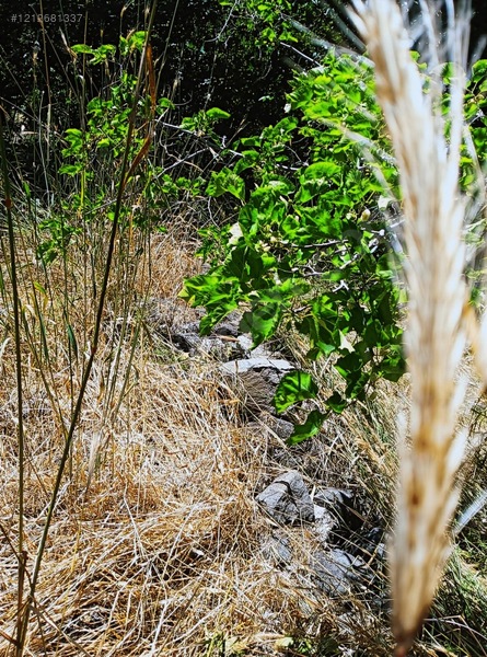 Ağın Merkezde Müstakil Bahçe — fotoğraf 14