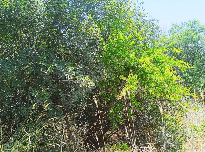 Ağın Merkezde Müstakil Bahçe — fotoğraf 16
