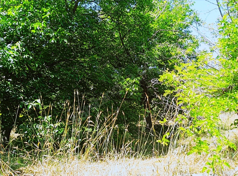 Ağın Merkezde Müstakil Bahçe — fotoğraf 20