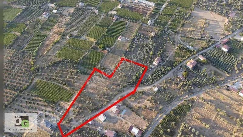 Özbay'Dan Hacıbey Mah'De Satılık 12 Dönüm Tek Tapu Zeytinlik