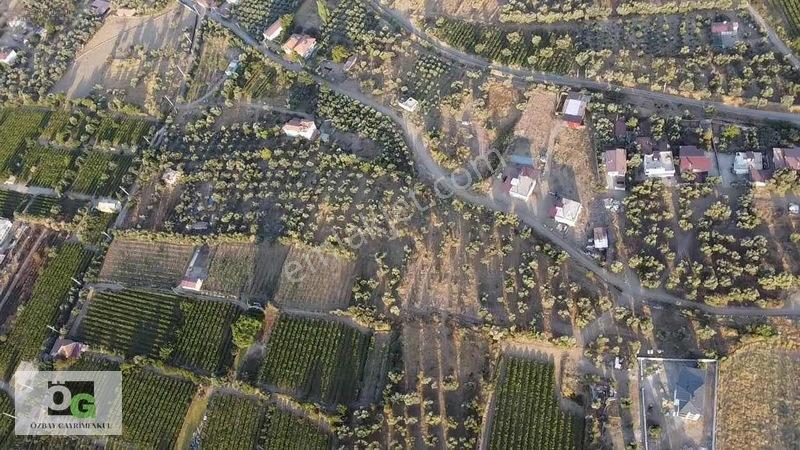 Özbay'dan Hacıbey Mah'de Satılık 12 Dönüm Tek Tapu Zeytinlik — fotoğraf 2