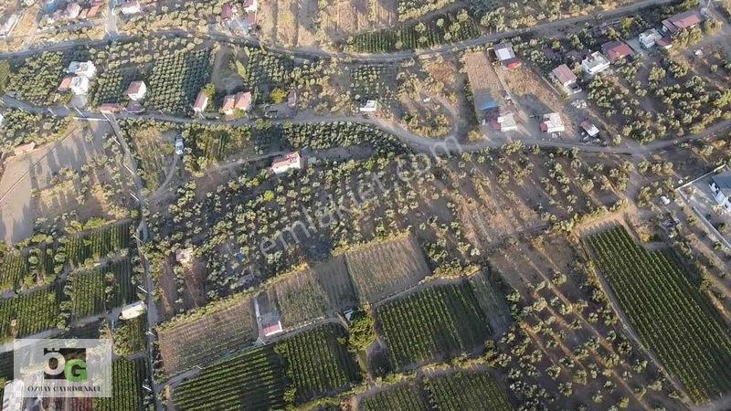 Özbay'dan Hacıbey Mah'de Satılık 12 Dönüm Tek Tapu Zeytinlik — fotoğraf 3