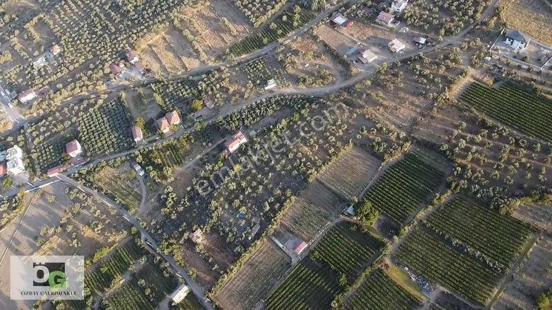 Özbay'dan Hacıbey Mah'de Satılık 12 Dönüm Tek Tapu Zeytinlik — fotoğraf 4