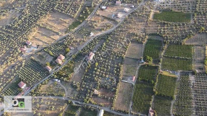 Özbay'dan Hacıbey Mah'de Satılık 12 Dönüm Tek Tapu Zeytinlik — fotoğraf 5