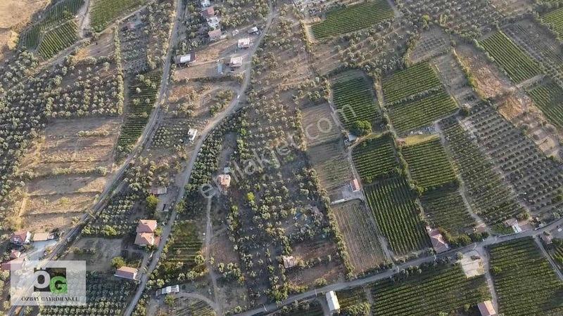 Özbay'dan Hacıbey Mah'de Satılık 12 Dönüm Tek Tapu Zeytinlik — fotoğraf 6
