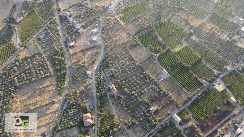 Özbay'dan Hacıbey Mah'de Satılık 12 Dönüm Tek Tapu Zeytinlik — fotoğraf 7