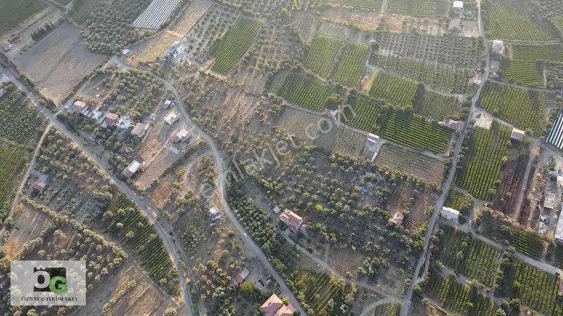 Özbay'dan Hacıbey Mah'de Satılık 12 Dönüm Tek Tapu Zeytinlik — fotoğraf 8