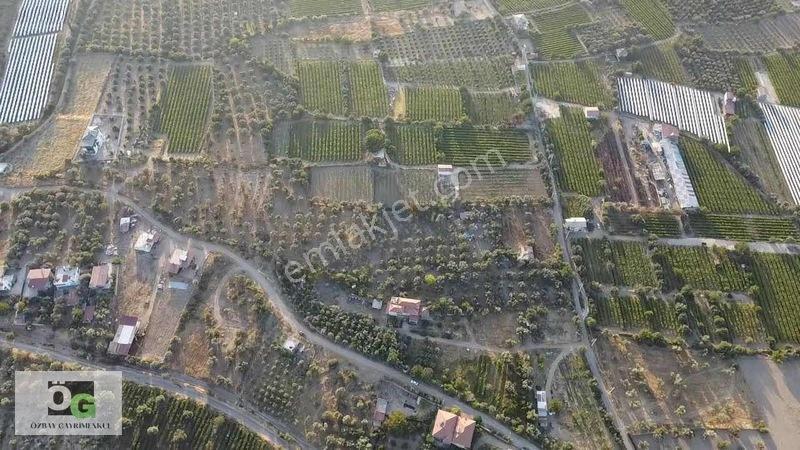 Özbay'dan Hacıbey Mah'de Satılık 12 Dönüm Tek Tapu Zeytinlik — fotoğraf 9