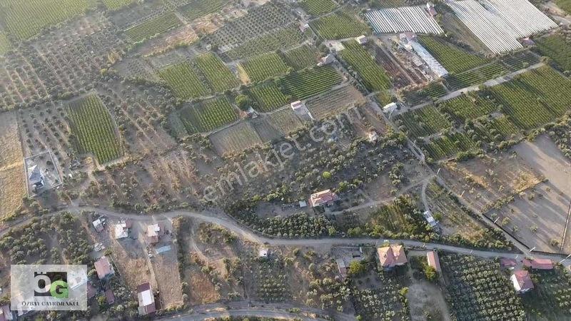 Özbay'dan Hacıbey Mah'de Satılık 12 Dönüm Tek Tapu Zeytinlik — fotoğraf 10