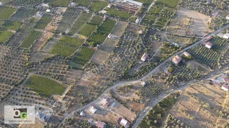 Özbay'dan Hacıbey Mah'de Satılık 12 Dönüm Tek Tapu Zeytinlik — fotoğraf 12