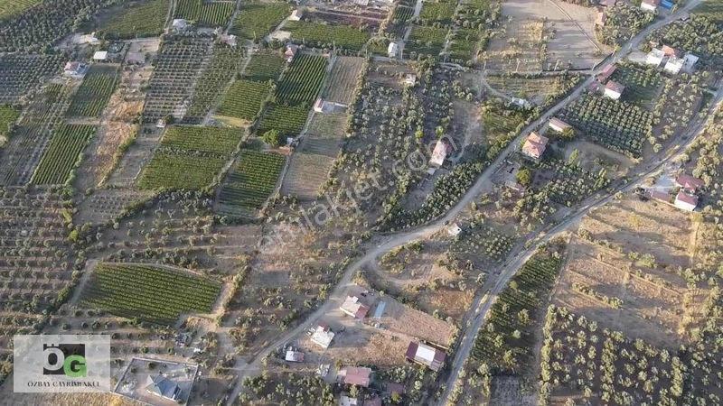 Özbay'dan Hacıbey Mah'de Satılık 12 Dönüm Tek Tapu Zeytinlik — fotoğraf 13