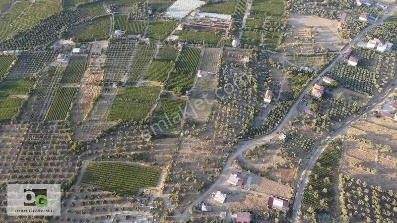Özbay'dan Hacıbey Mah'de Satılık 12 Dönüm Tek Tapu Zeytinlik — fotoğraf 14