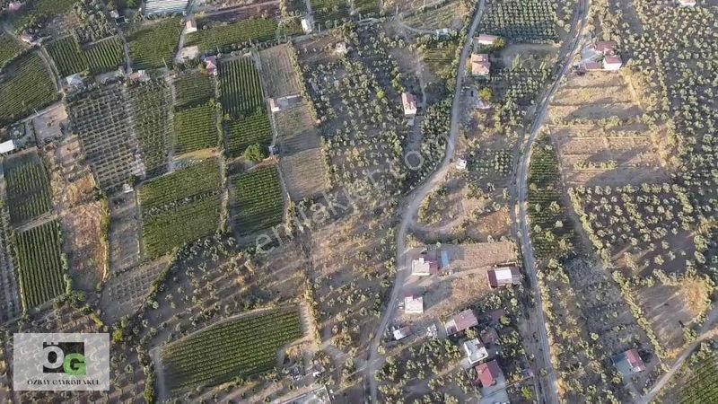 Özbay'dan Hacıbey Mah'de Satılık 12 Dönüm Tek Tapu Zeytinlik — fotoğraf 15