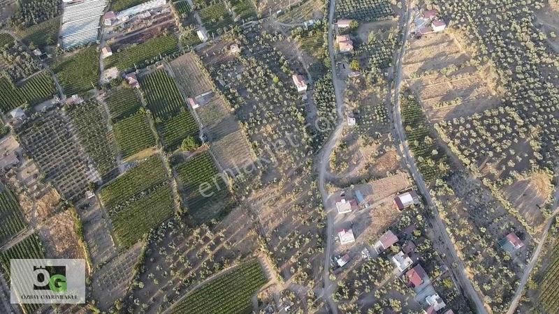 Özbay'dan Hacıbey Mah'de Satılık 12 Dönüm Tek Tapu Zeytinlik — fotoğraf 16