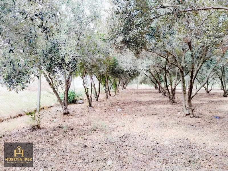 Hüseyin İpekten Kürkçüler Dağcı Mah. Satılık Zeytin Bahçesi — fotoğraf 2