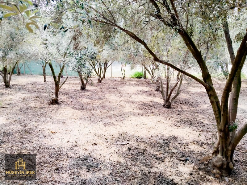 Hüseyin İpekten Kürkçüler Dağcı Mah. Satılık Zeytin Bahçesi — fotoğraf 3