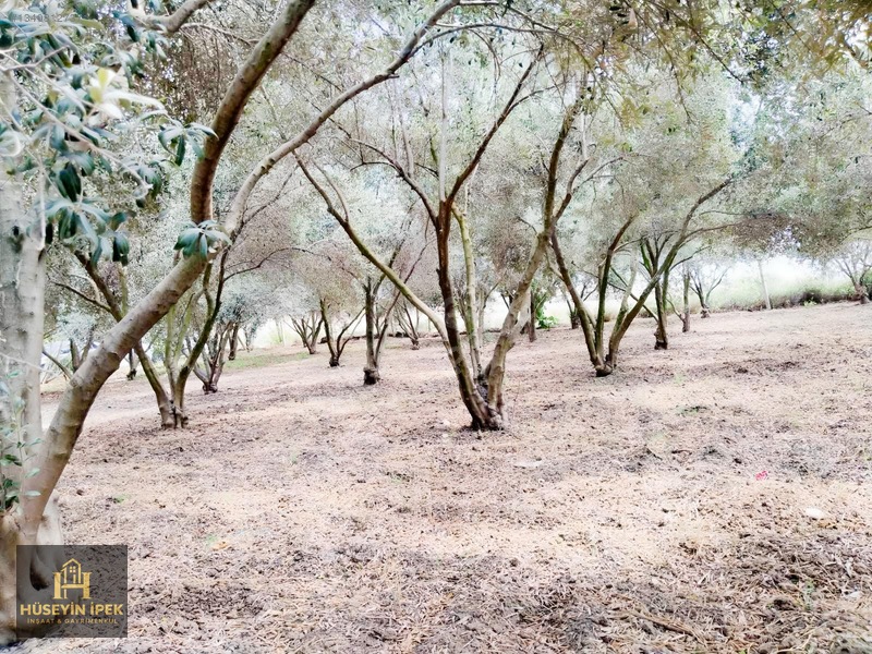 Hüseyin İpekten Kürkçüler Dağcı Mah. Satılık Zeytin Bahçesi — fotoğraf 4