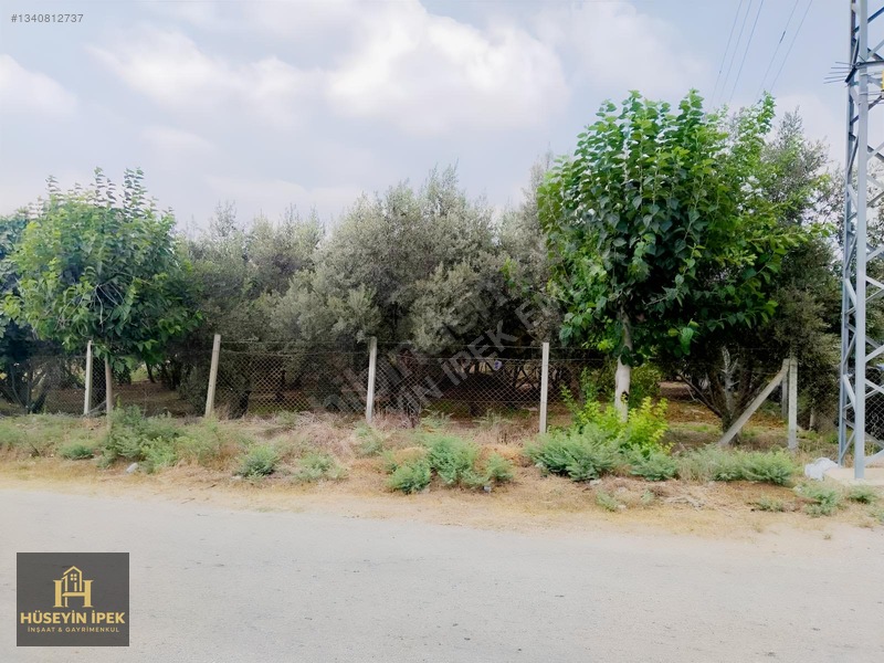 Hüseyin İpekten Kürkçüler Dağcı Mah. Satılık Zeytin Bahçesi — fotoğraf 5