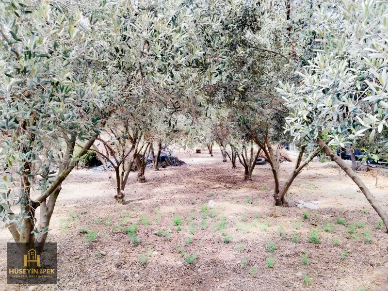 Hüseyin İpekten Kürkçüler Dağcı Mah. Satılık Zeytin Bahçesi — fotoğraf 6