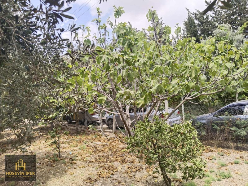 Hüseyin İpekten Kürkçüler Dağcı Mah. Satılık Zeytin Bahçesi — fotoğraf 7