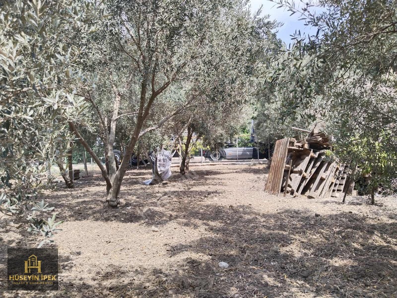 Hüseyin İpekten Kürkçüler Dağcı Mah. Satılık Zeytin Bahçesi — fotoğraf 8