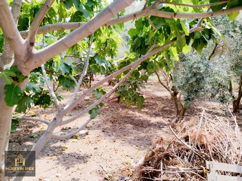 Hüseyin İpekten Kürkçüler Dağcı Mah. Satılık Zeytin Bahçesi — fotoğraf 11