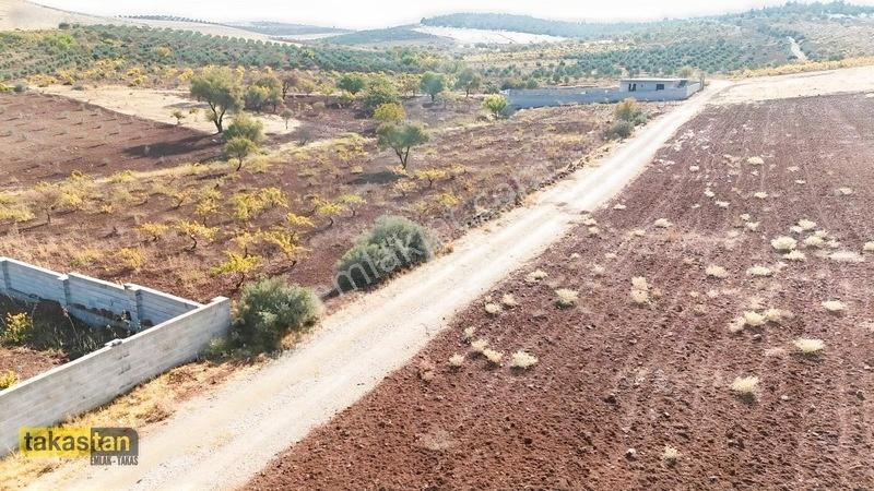 Suboğazı Sınırı Tek Tapu Resmi Yola Cepheli Ful Üzüm Bağı Fırsat — fotoğraf 4
