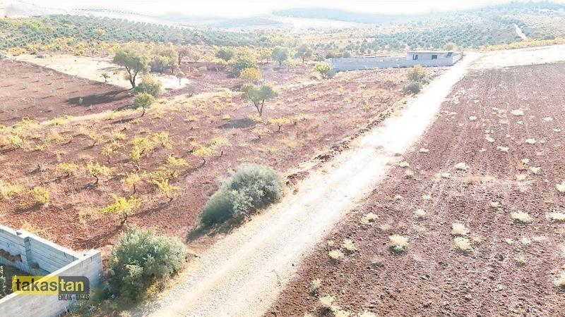 Suboğazı Sınırı Tek Tapu Resmi Yola Cepheli Ful Üzüm Bağı Fırsat — fotoğraf 5